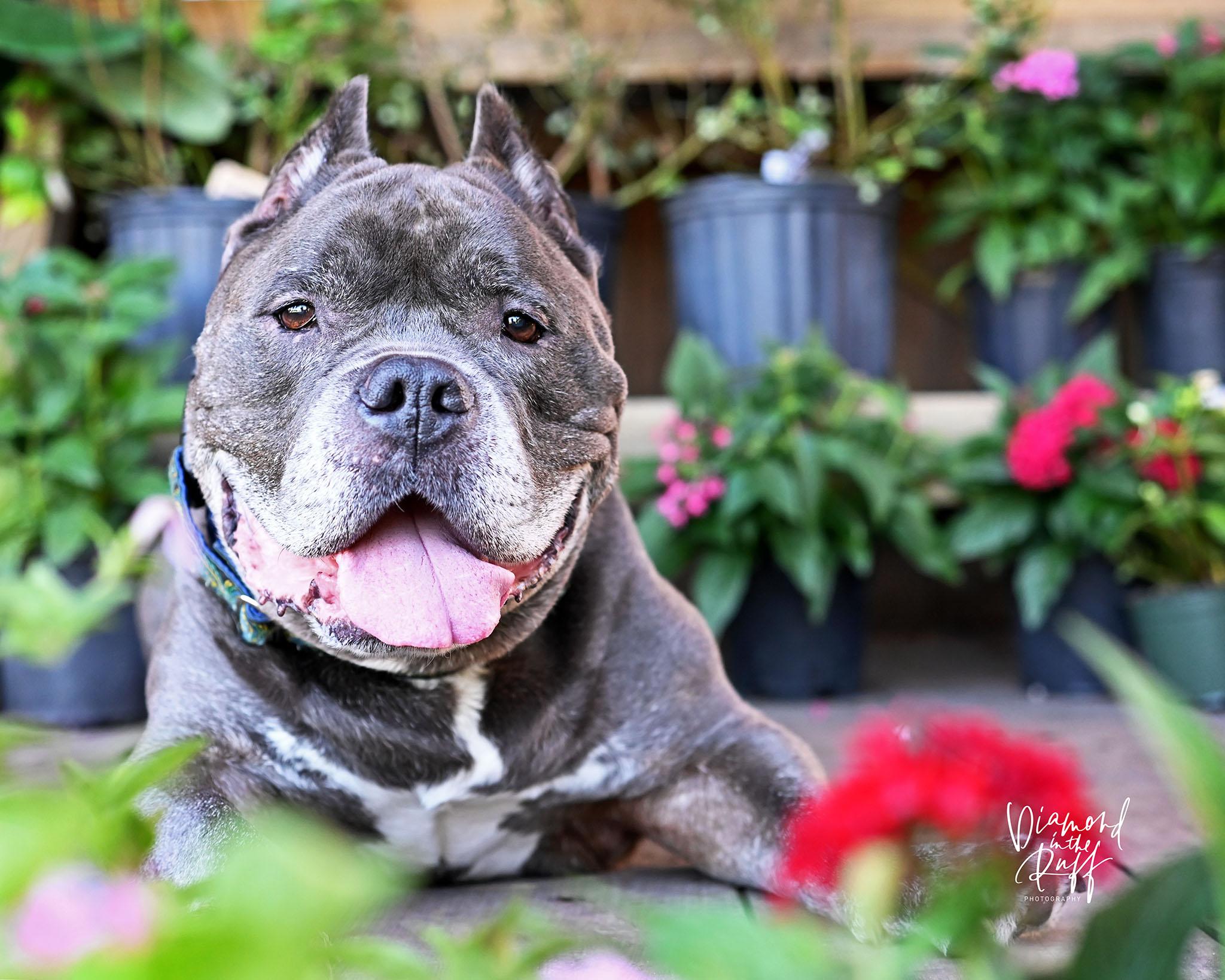 Reedus, ADOPTABLE, Senior Male American Bully.