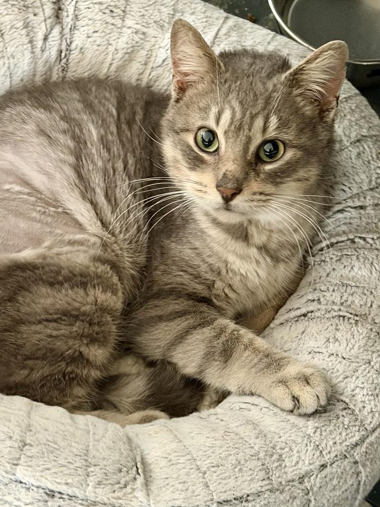 Legolas (tripod) — thumbnail 2