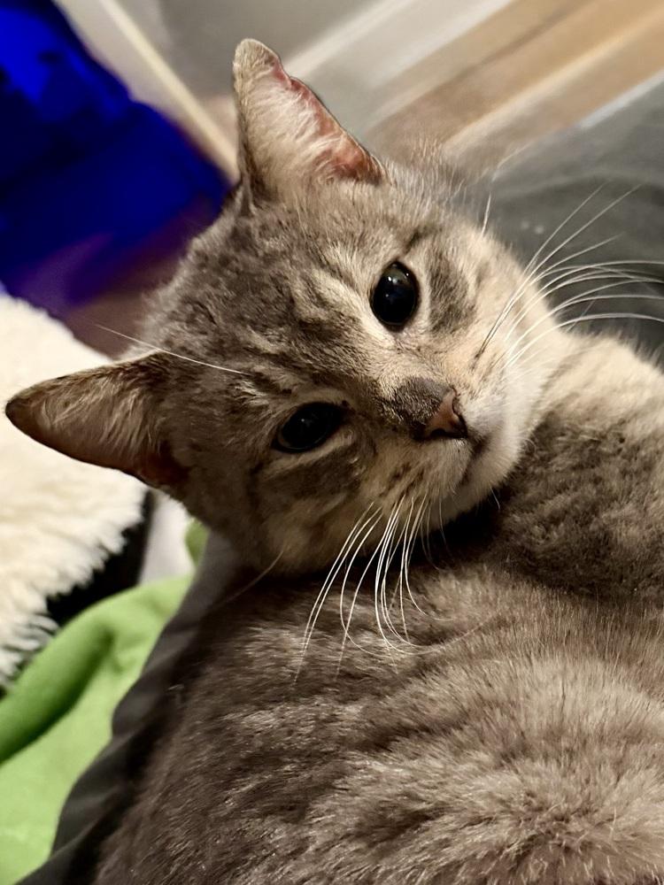 Legolas (tripod) — thumbnail 3