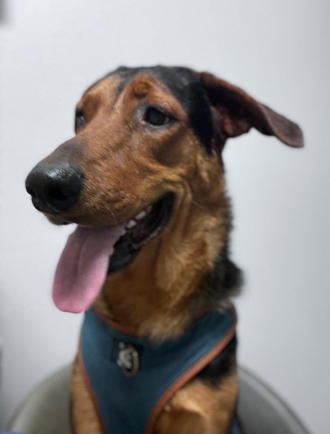 Clark ***Courtesy Post***, Adoptable, Adult Male Hound.