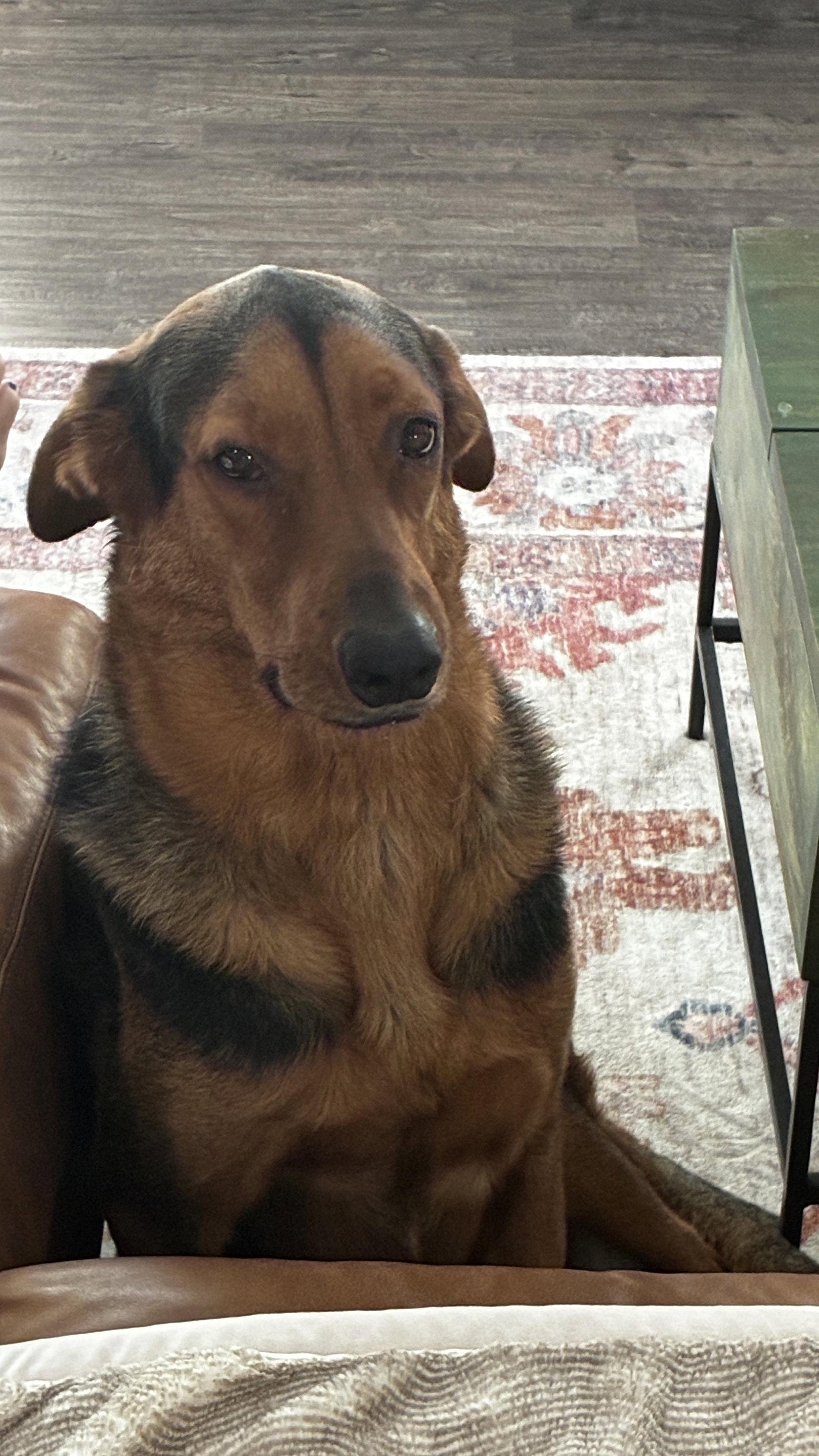 Enlarge Clark, a Adoptable Hound in Glendale, AZ image 3/3