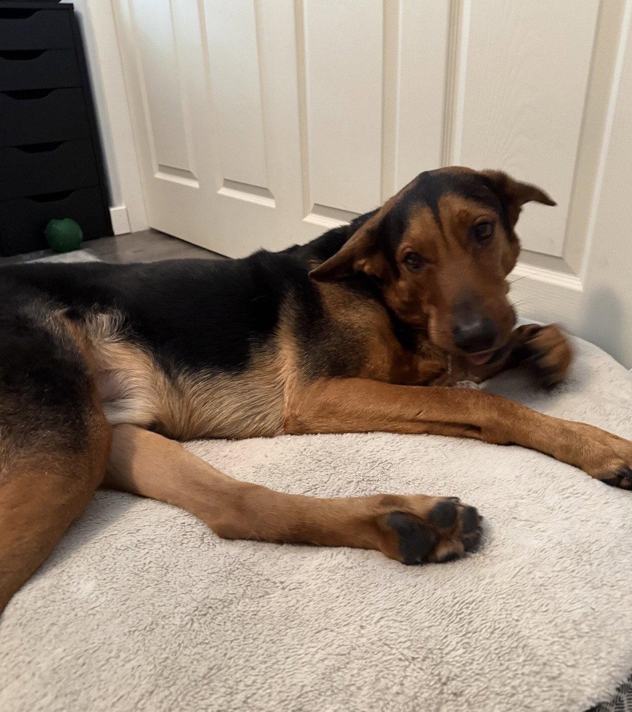 Enlarge Clark ***Courtesy Post***, a Adoptable Hound in Glendale, AZ image 3/3