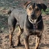 Pepsi, ADOPTABLE, Young Male Mixed Breed.