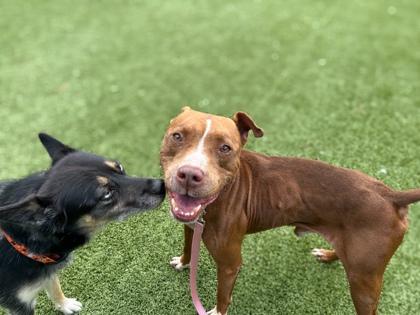 Enlarge Bling Bling, a Adoptable mixed breed in Gainesville, FL image 1/1