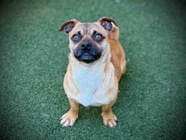 RICKEY, Adoptable, Adult Male Pug & Terrier.