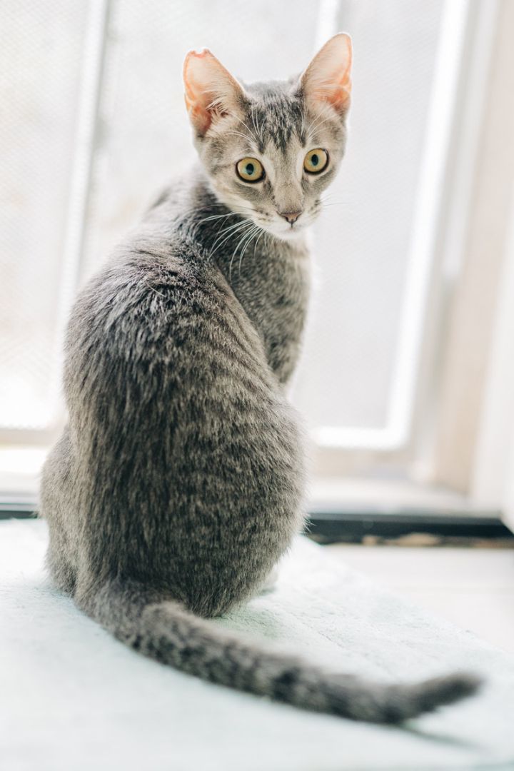 BONDED PAIR: Vin and Albie, a Adoptable Domestic Short Hair in Honolulu, HI image 1/4