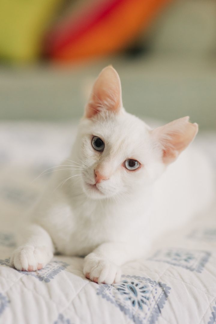 BONDED PAIR: Vin and Albie, a Adoptable Domestic Short Hair in Honolulu, HI image 2/4