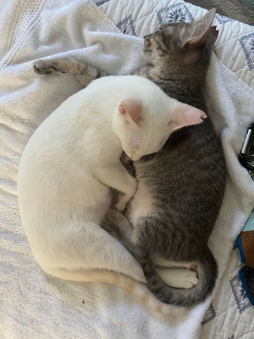 BONDED PAIR: Vin and Albie, a Adoptable Domestic Short Hair in Honolulu, HI image 3/4