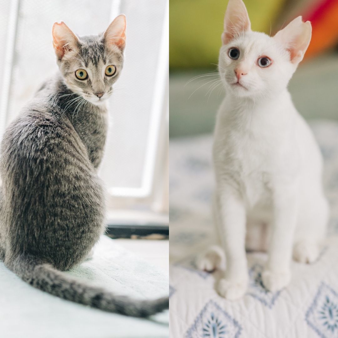 BONDED PAIR: Vin and Albie, a Adoptable Domestic Short Hair in Honolulu, HI image 4/4