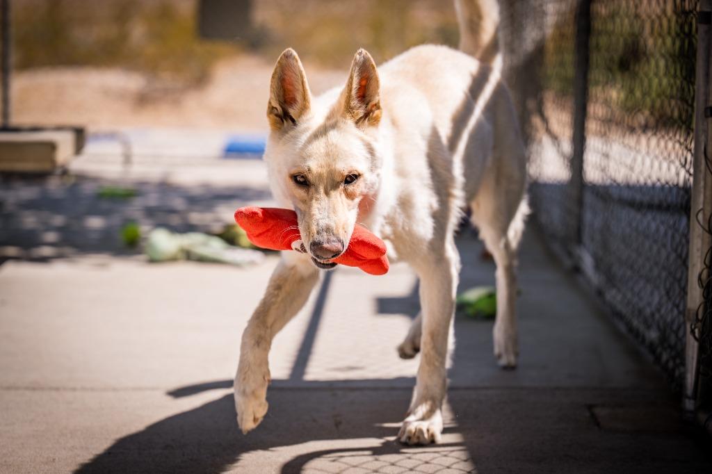 Loki, Adoptable, Adult Male Shepherd.