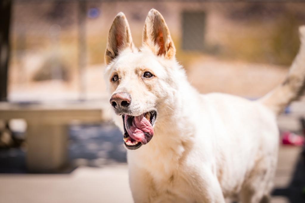Enlarge Loki, a Adoptable mixed breed in Twentynine Palms, CA image 2/5
