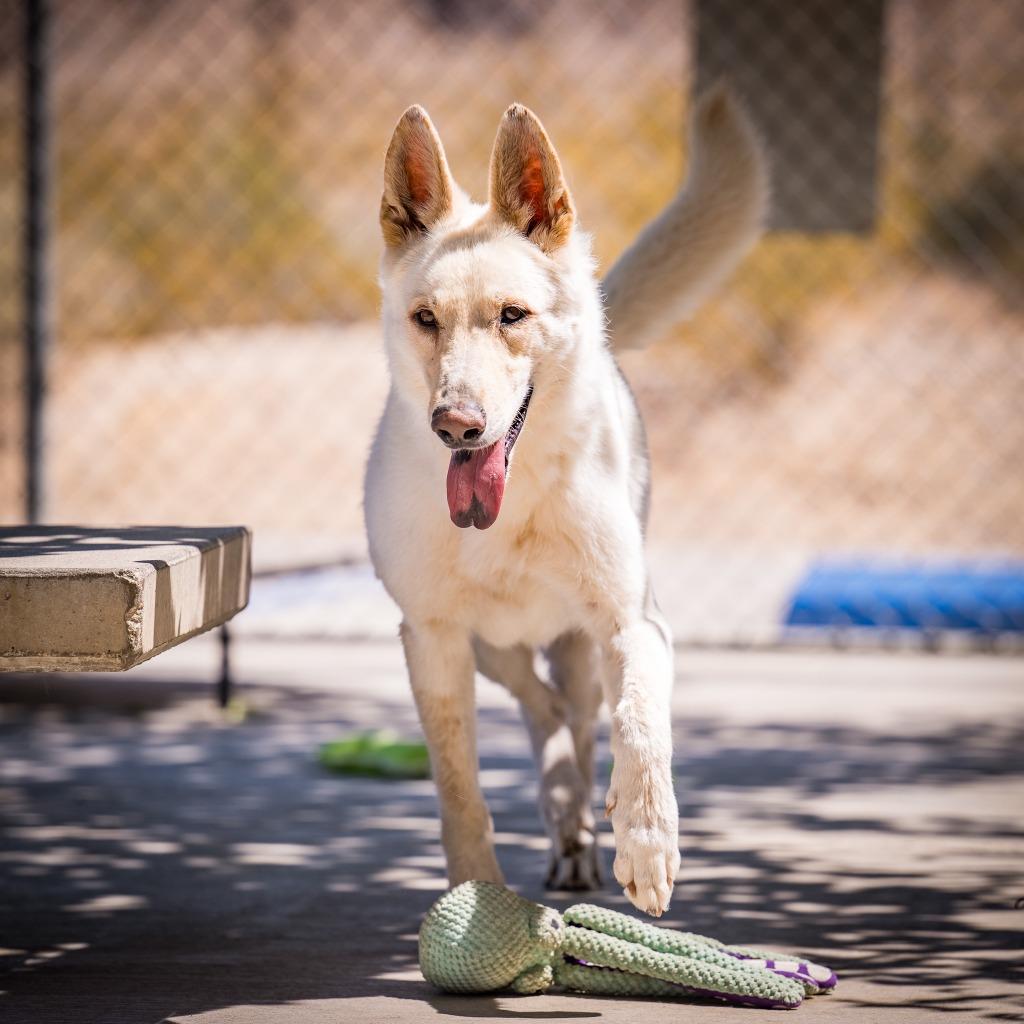 Enlarge Loki, a Adoptable mixed breed in Twentynine Palms, CA image 3/5