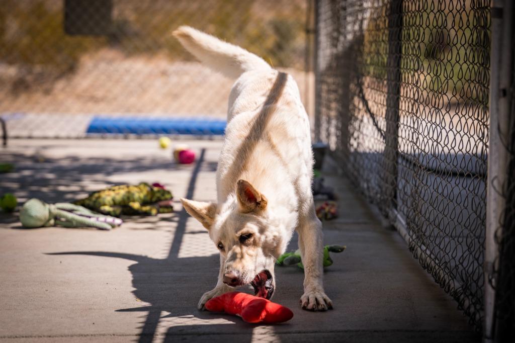 Enlarge Loki, a Adoptable mixed breed in Twentynine Palms, CA image 4/5