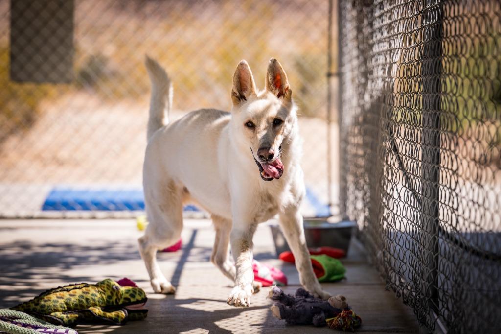Enlarge Loki, a Adoptable mixed breed in Twentynine Palms, CA image 5/5