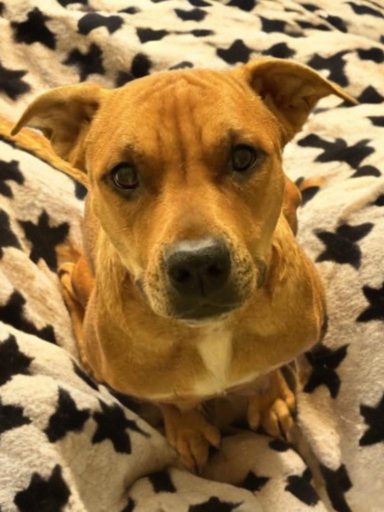 Strawberry — thumbnail 3