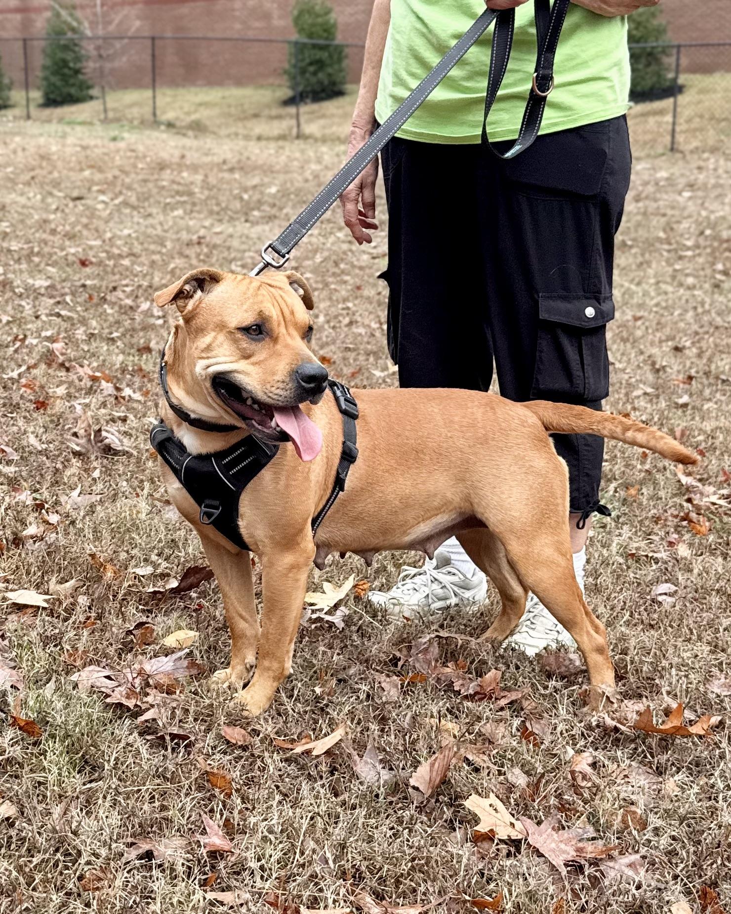 Strawberry — thumbnail 4