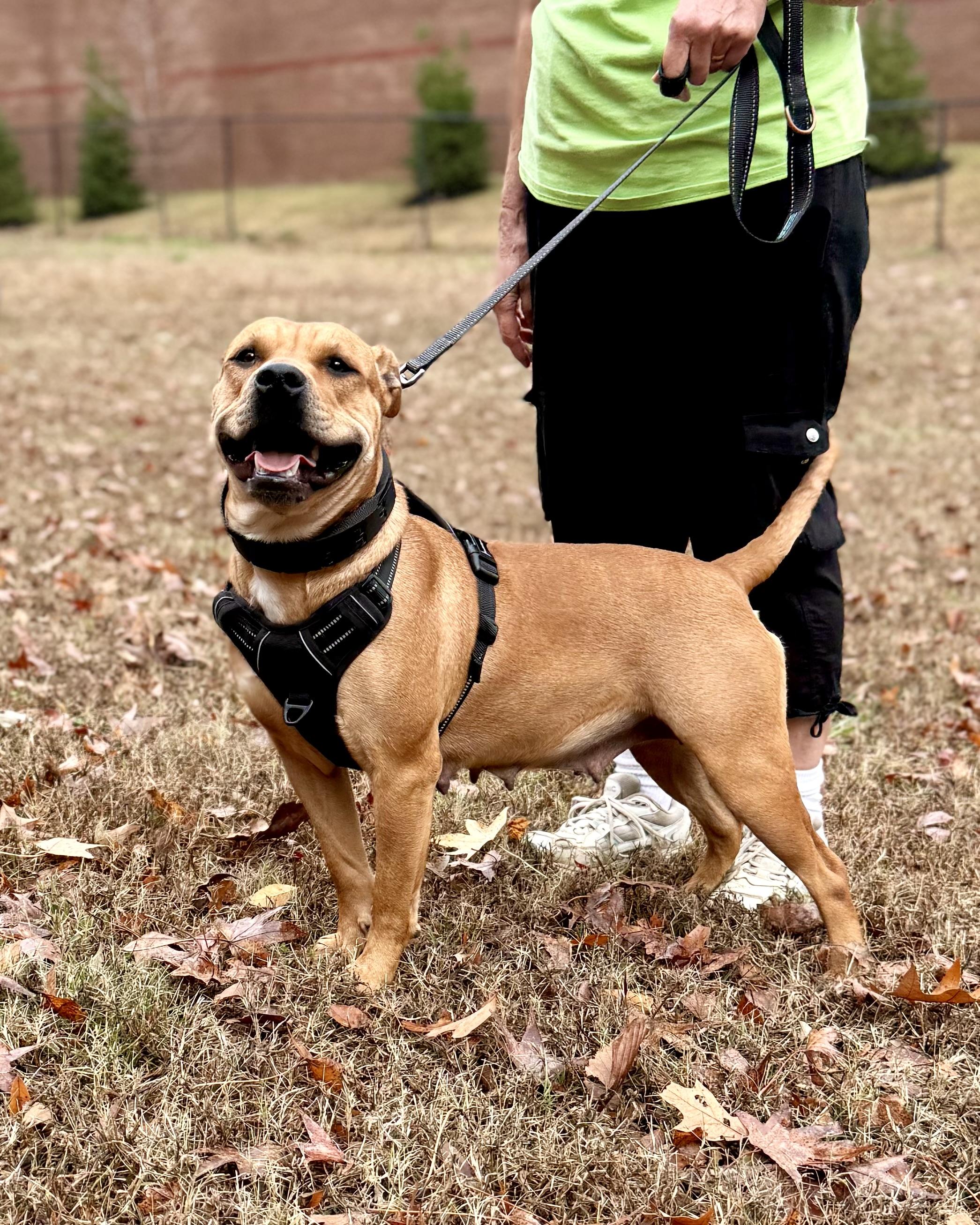 Strawberry — thumbnail 5