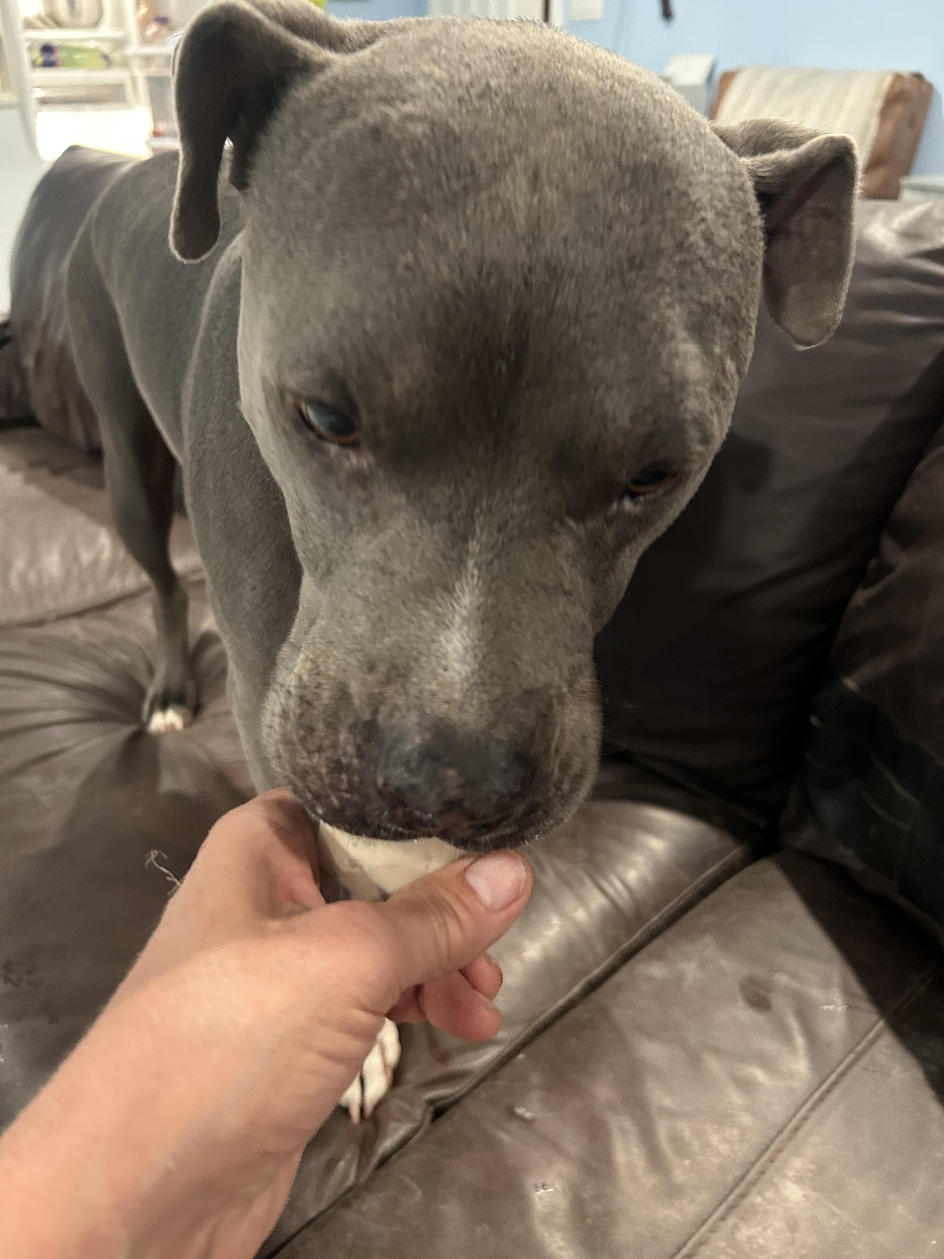 Enlarge Mack, a Adoptable mixed breed in Gilbert, AZ image 3/6