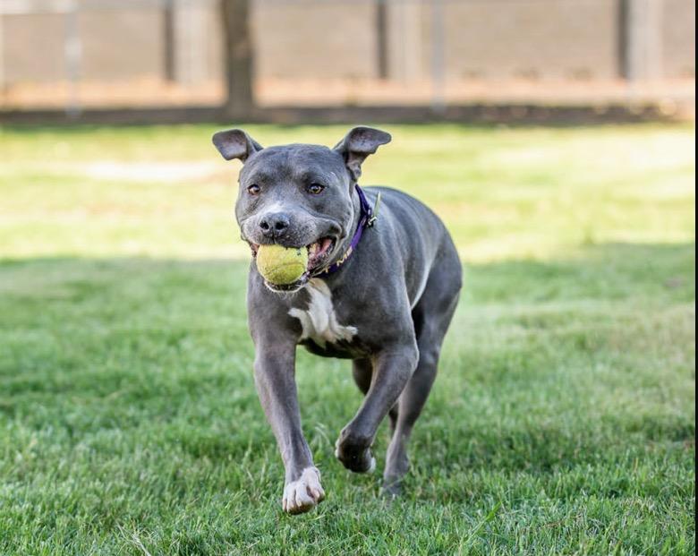 Enlarge Mack, a Adoptable mixed breed in Gilbert, AZ image 1/6