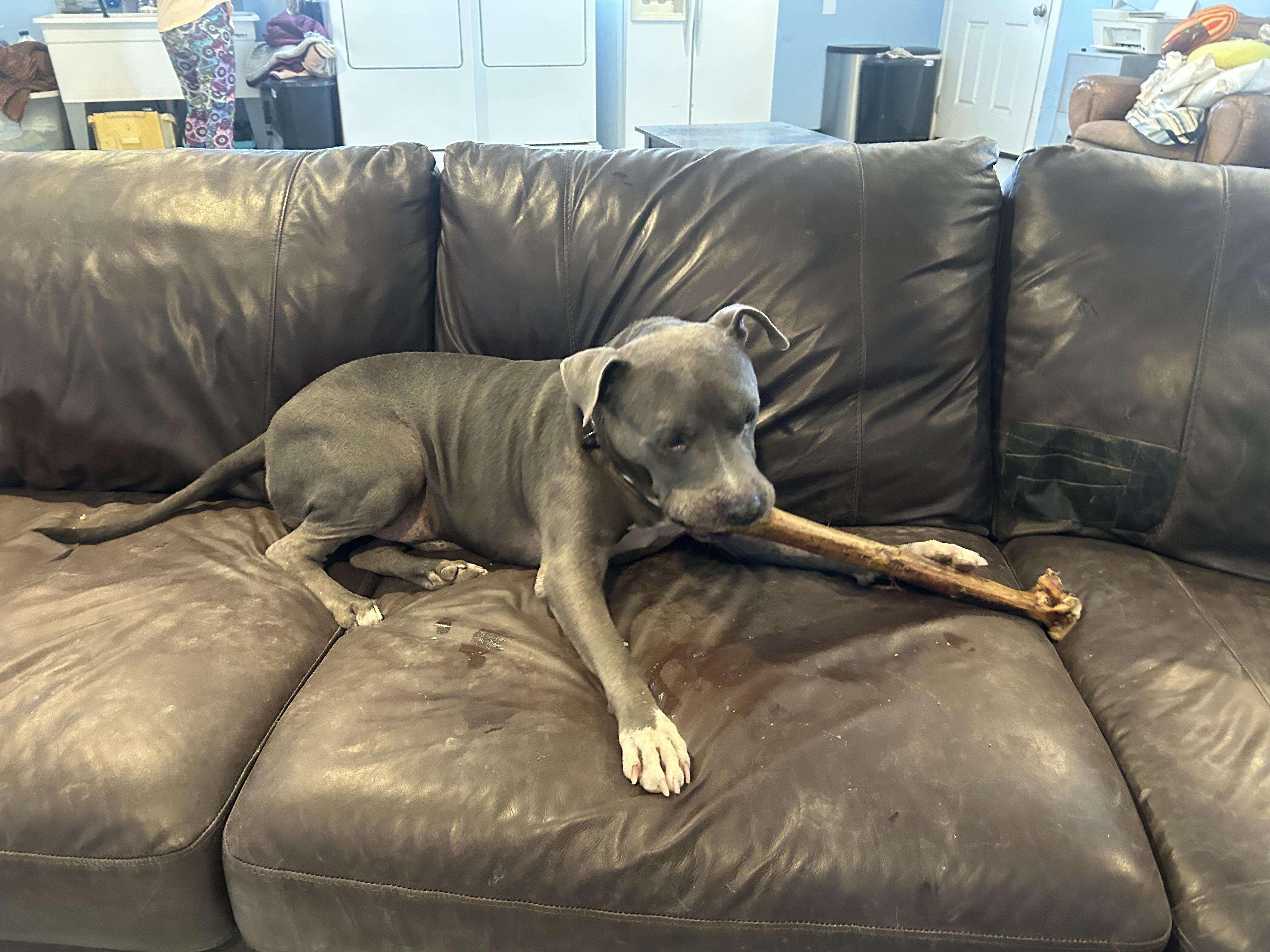 Enlarge Mack, a Adoptable mixed breed in Gilbert, AZ image 2/6