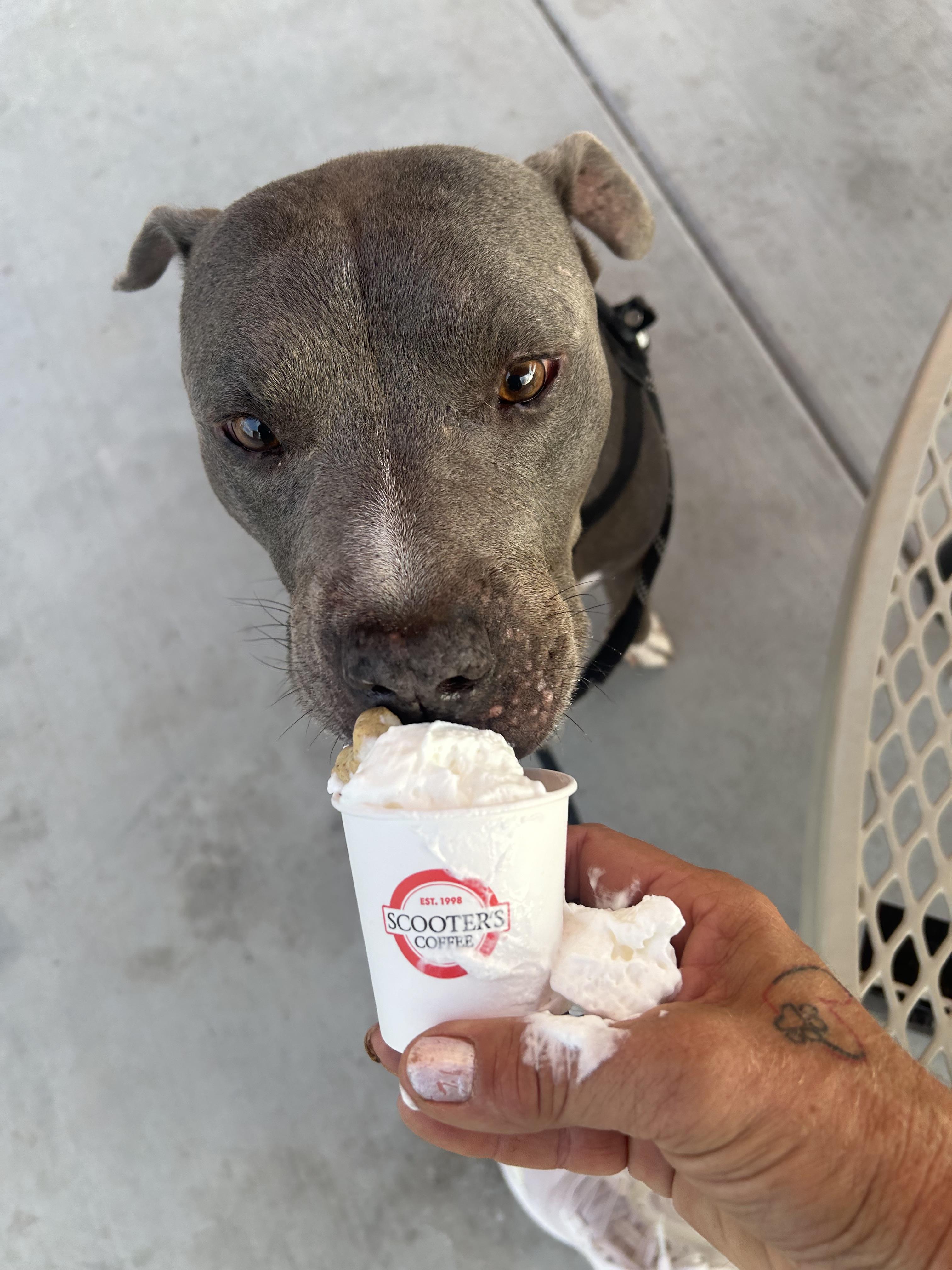 Enlarge Mack, a Adoptable mixed breed in Gilbert, AZ image 4/6