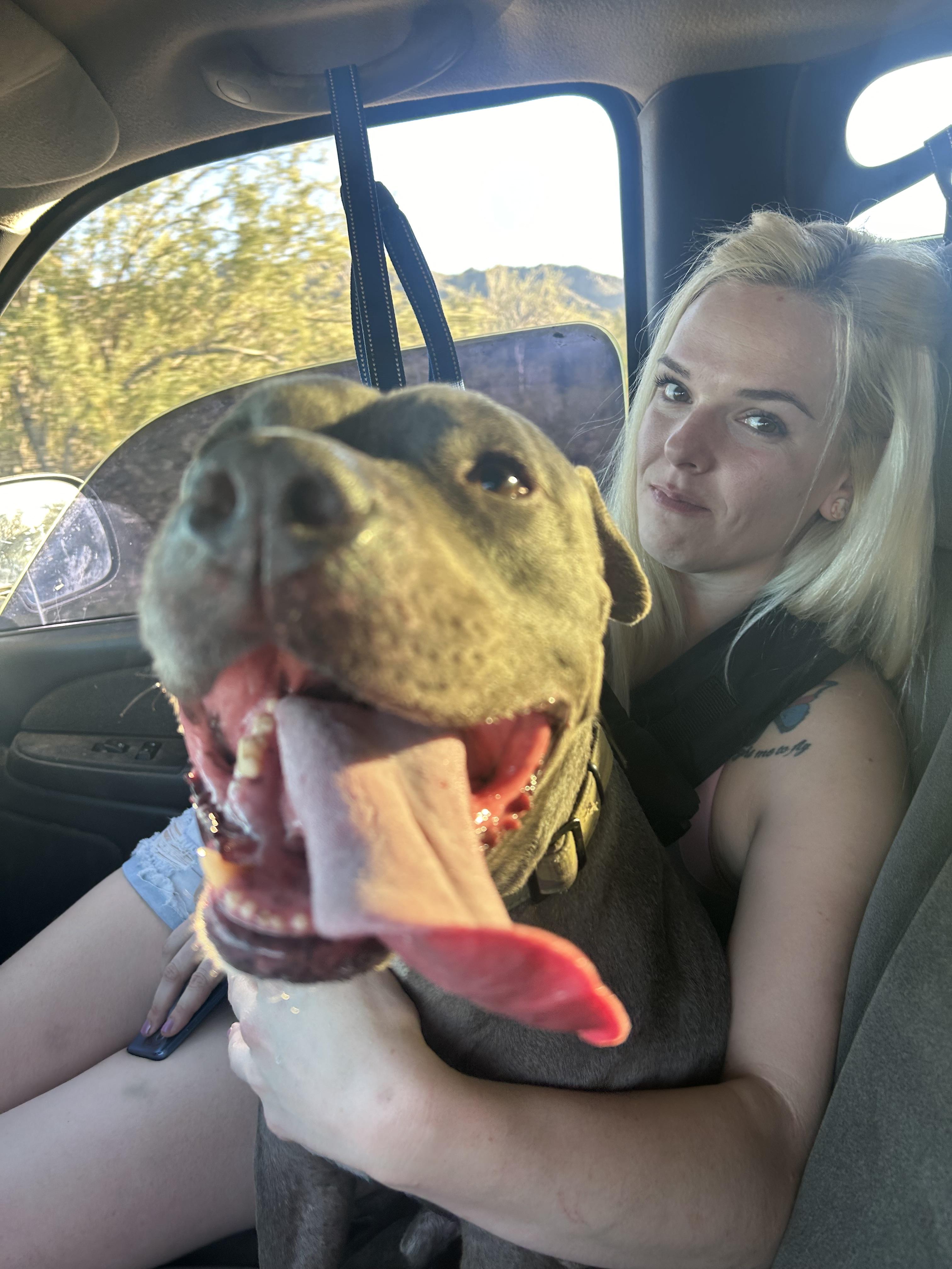 Enlarge Mack, a Adoptable mixed breed in Gilbert, AZ image 6/6