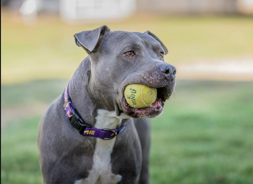 Enlarge Mack, a Adoptable mixed breed in Gilbert, AZ image 5/6