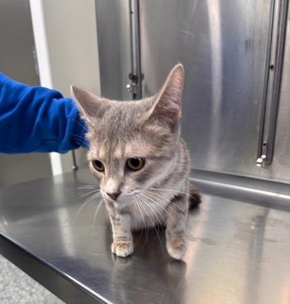 Enlarge Marge, a Adoptable mixed breed in Vincennes, IN image 1/1