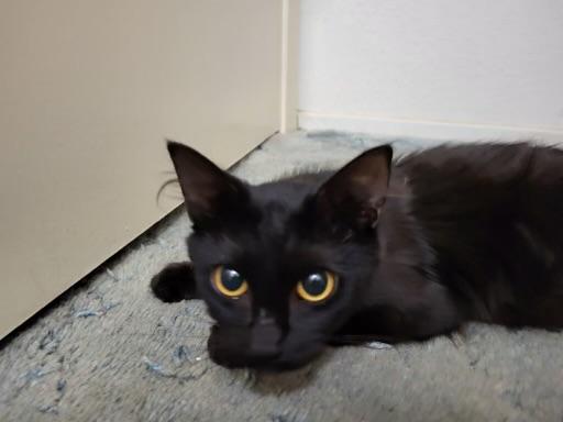Sashimi, ADOPTABLE, Young Female Domestic Medium Hair.