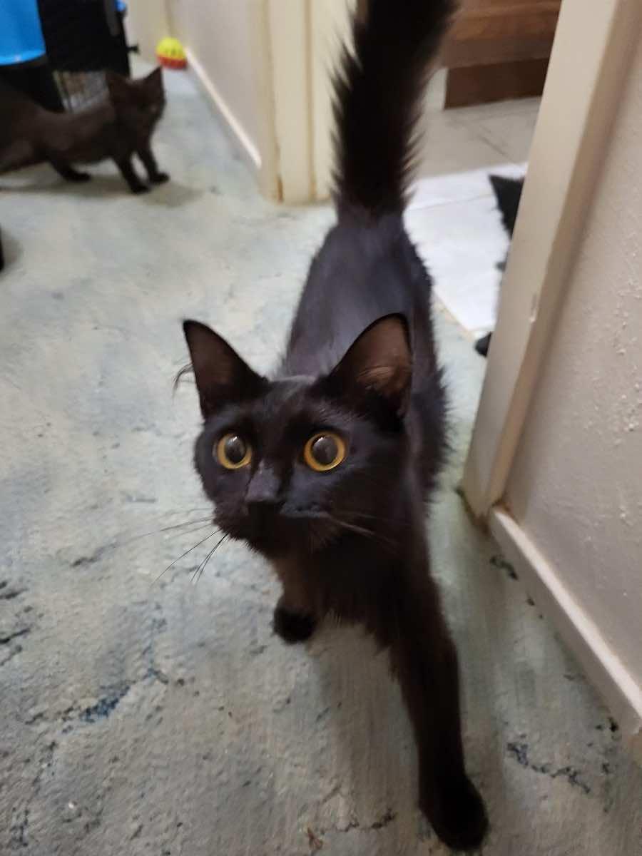 Enlarge Sashimi, a ADOPTABLE Domestic Medium Hair in Houston, TX image 2/3