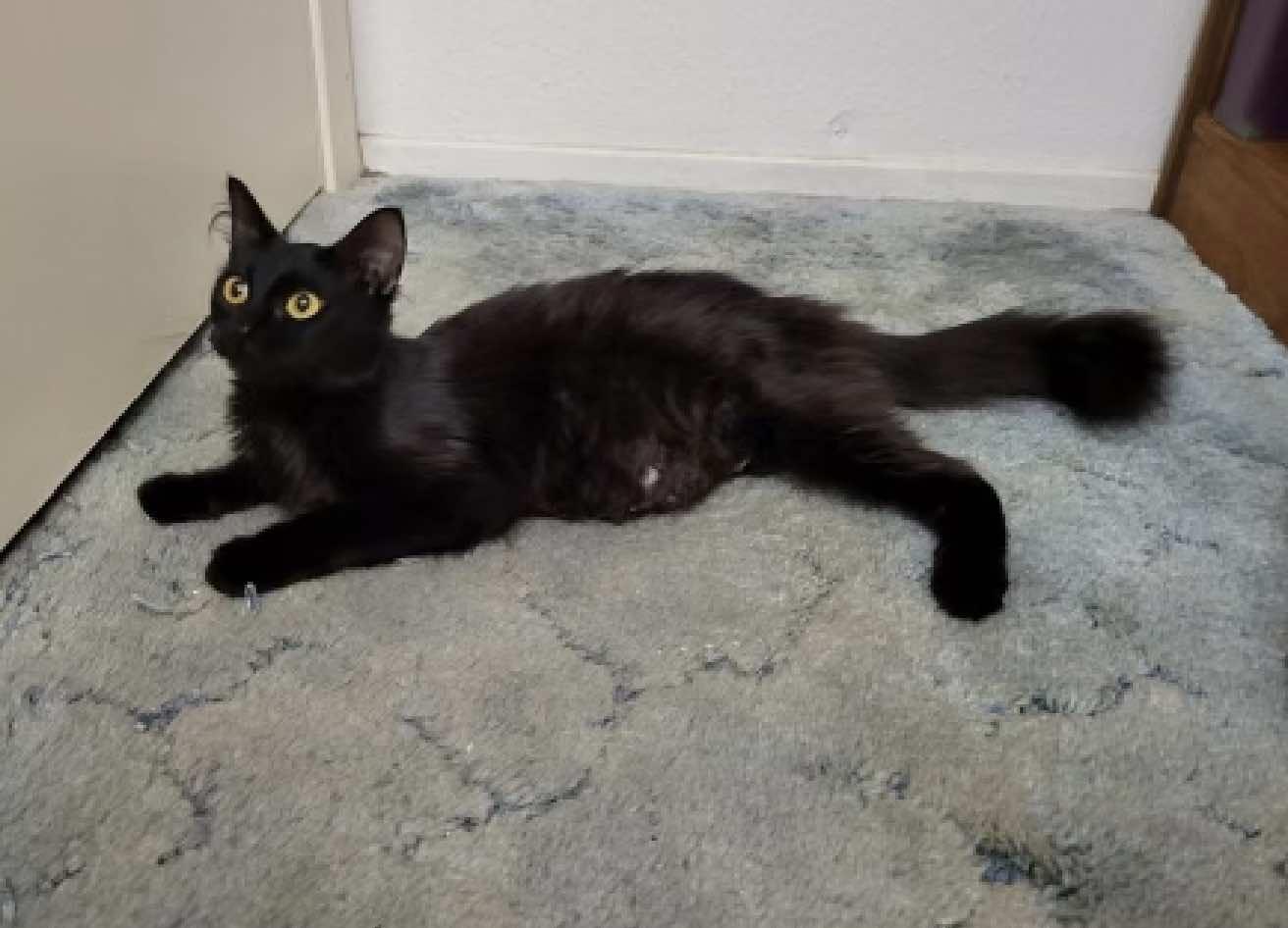 Enlarge Sashimi, a ADOPTABLE Domestic Medium Hair in Houston, TX image 3/3