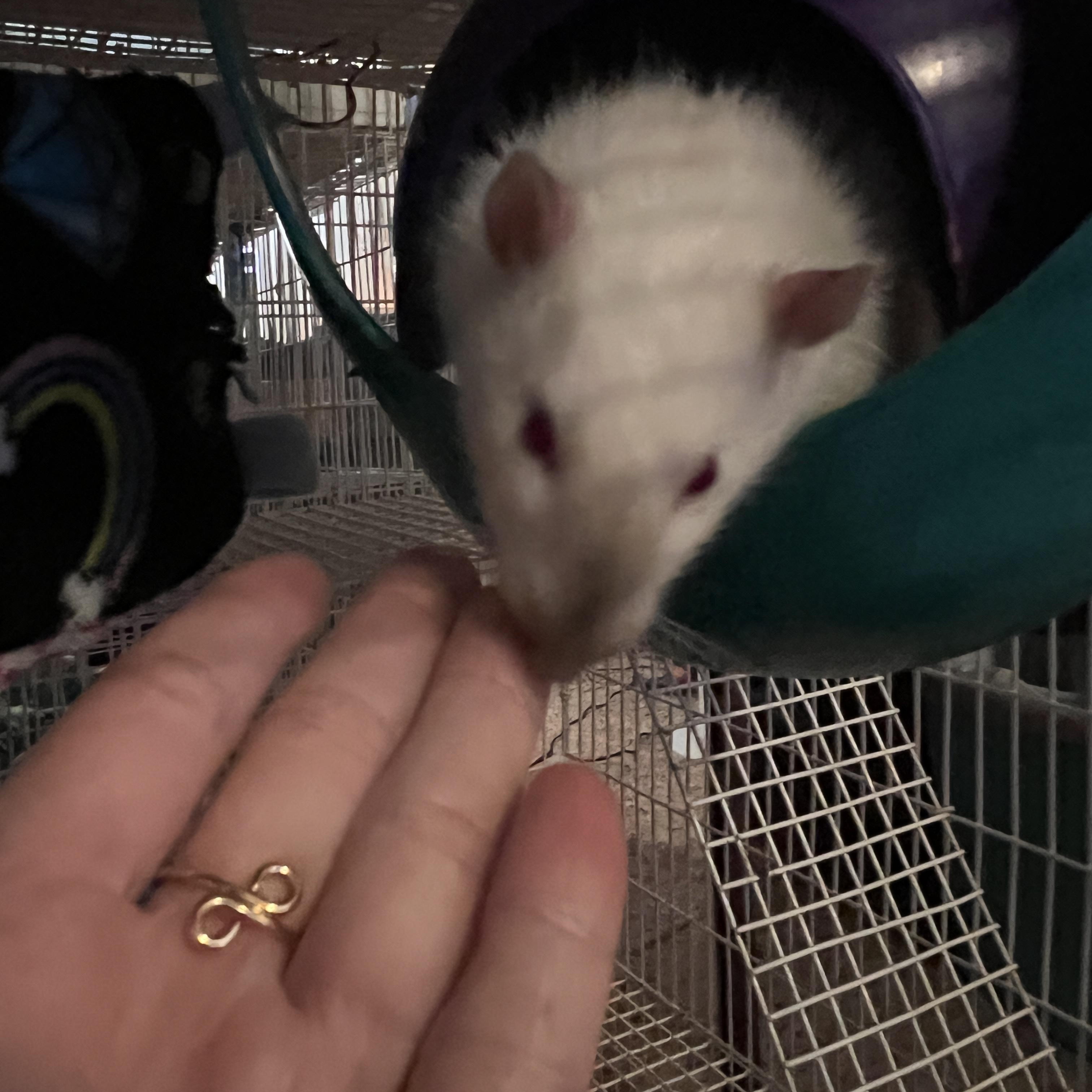 Enlarge Bug and Dusty, a ADOPTABLE Rat in Scottsdale, AZ image 2/5
