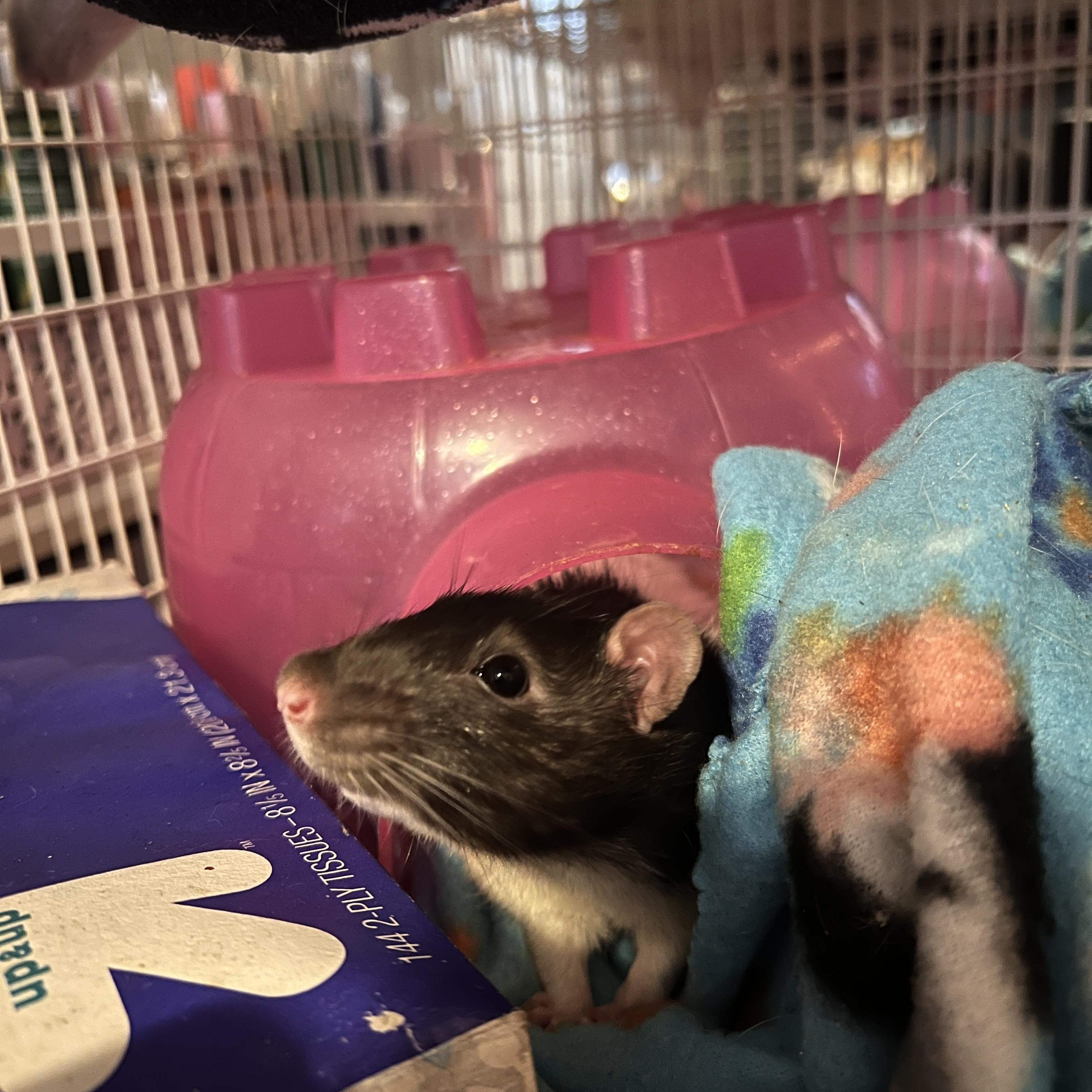 Enlarge Bug and Dusty, a ADOPTABLE Rat in Scottsdale, AZ image 3/5