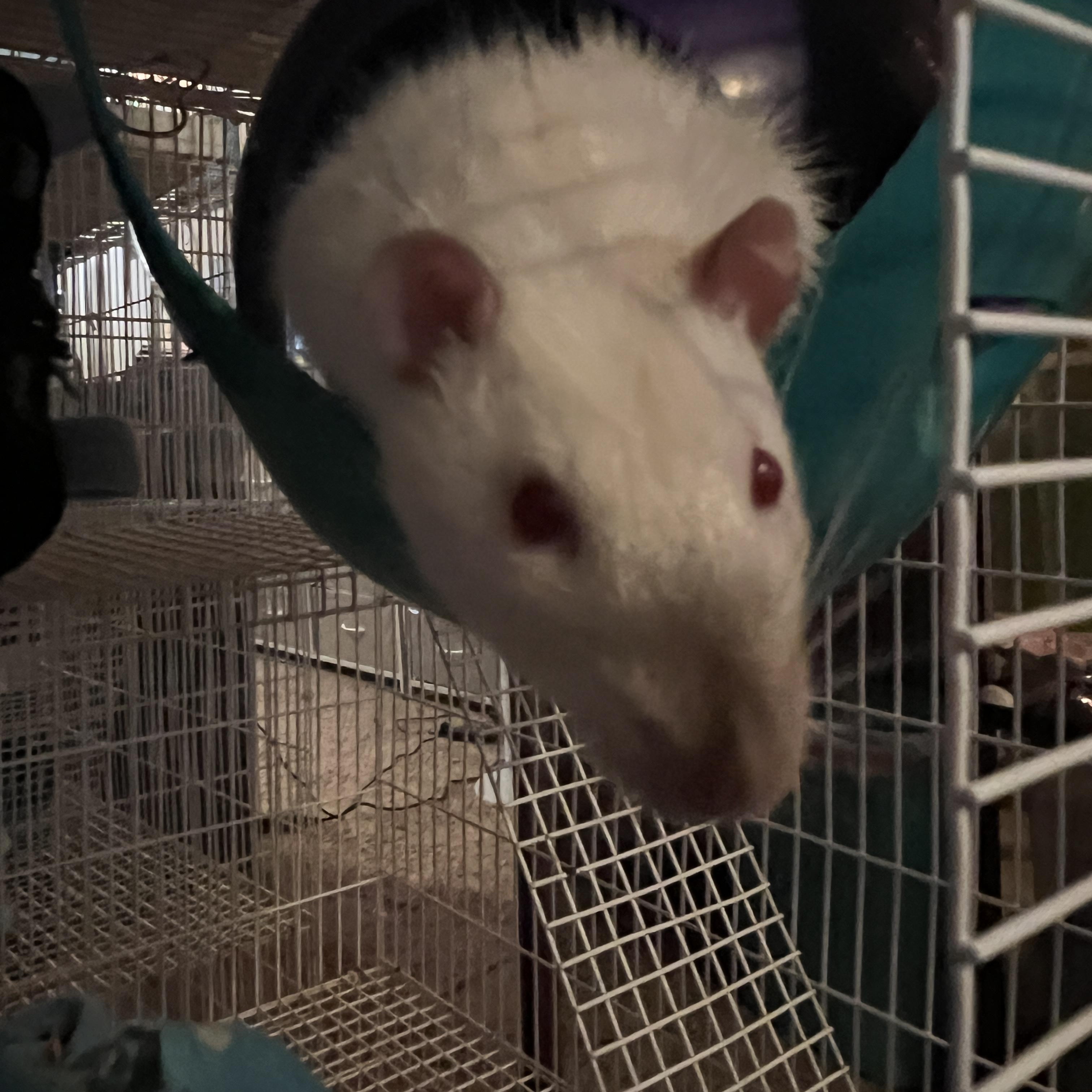 Enlarge Bug and Dusty, a ADOPTABLE Rat in Scottsdale, AZ image 4/5