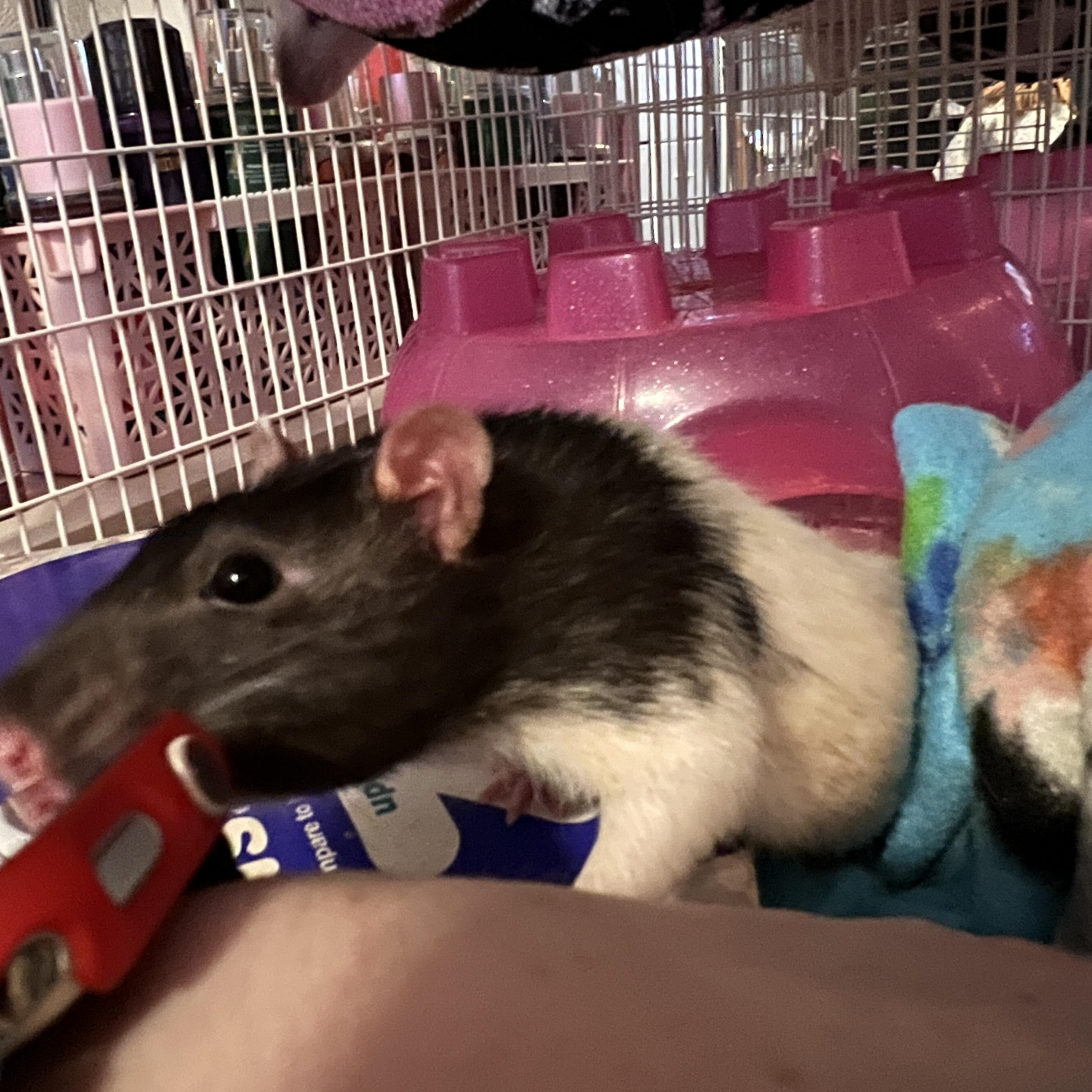 Enlarge Bug and Dusty, a ADOPTABLE Rat in Scottsdale, AZ image 5/5