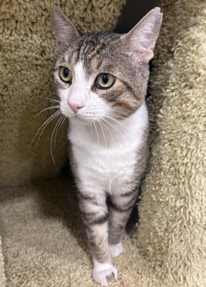 Tom, Adoptable, Adult Male Domestic Short Hair & Domestic Short Hair.