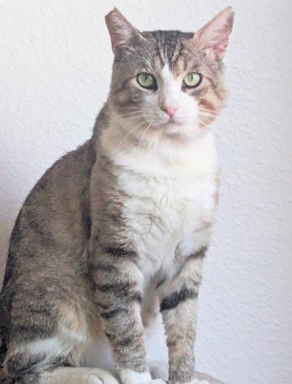 Enlarge Tom, a Adoptable Domestic Short Hair in Encinitas, CA image 2/3