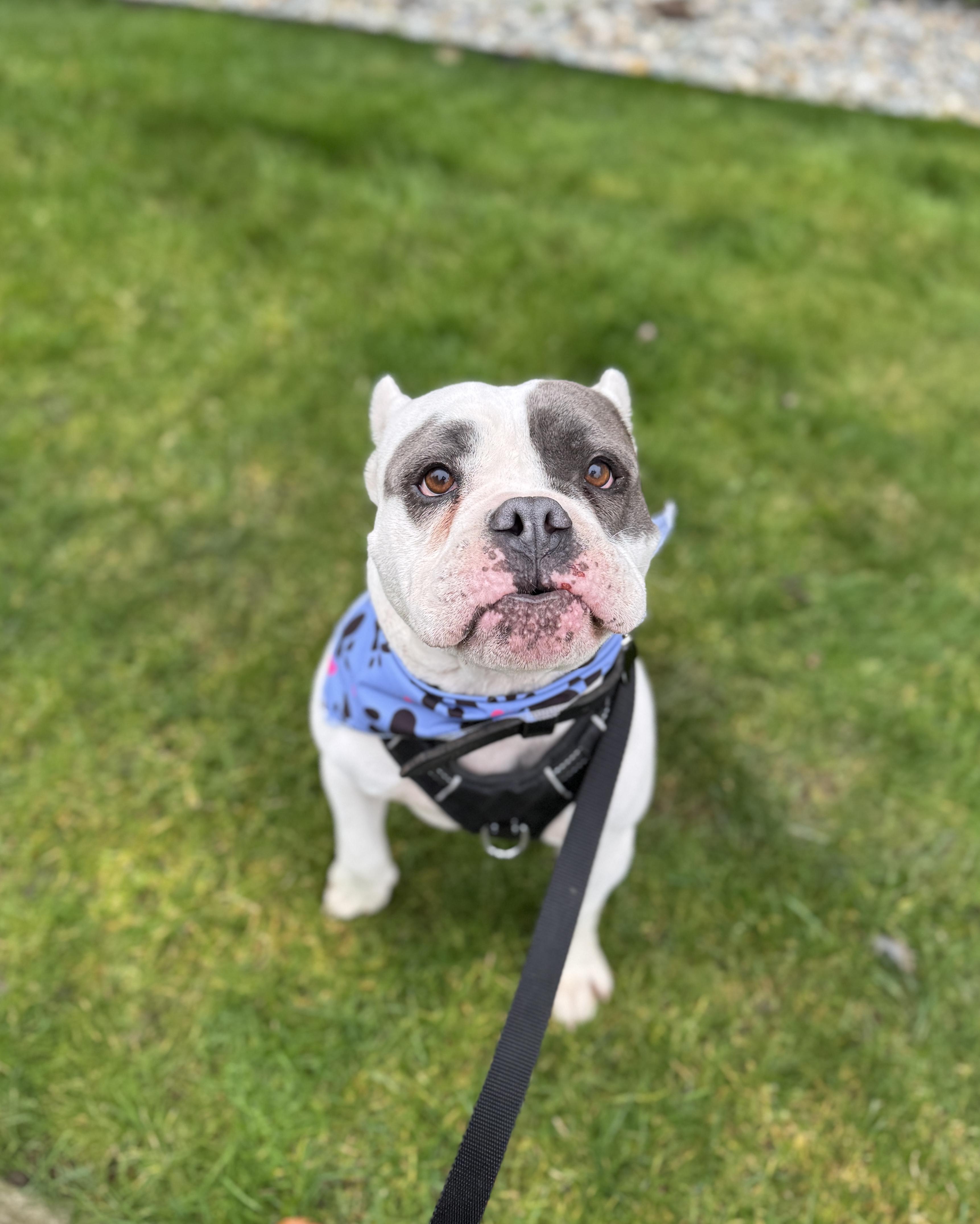 Enlarge Bean, a Adoptable mixed breed in lynnwood , WA image 3/6