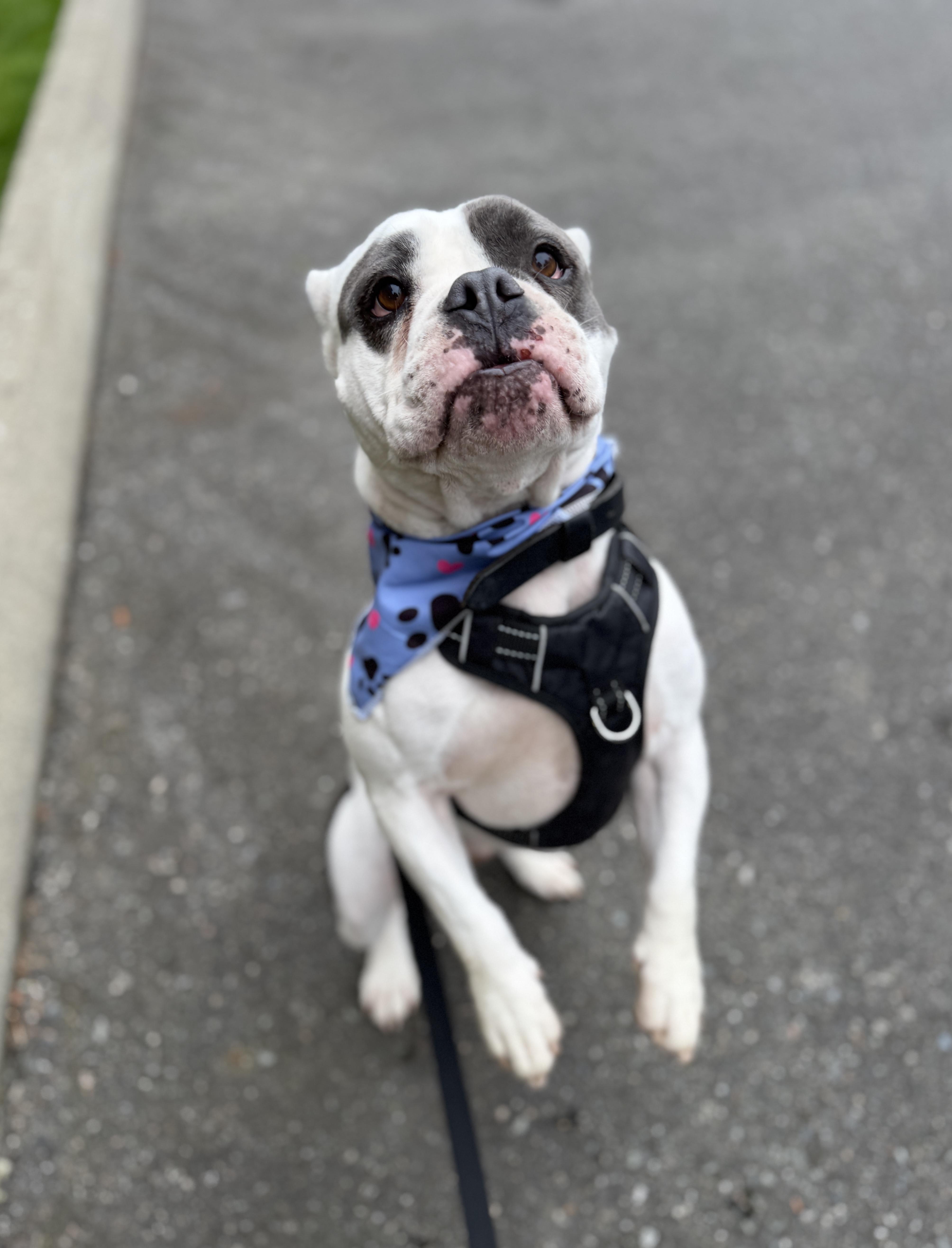 Enlarge Bean, a Adoptable mixed breed in lynnwood , WA image 5/6