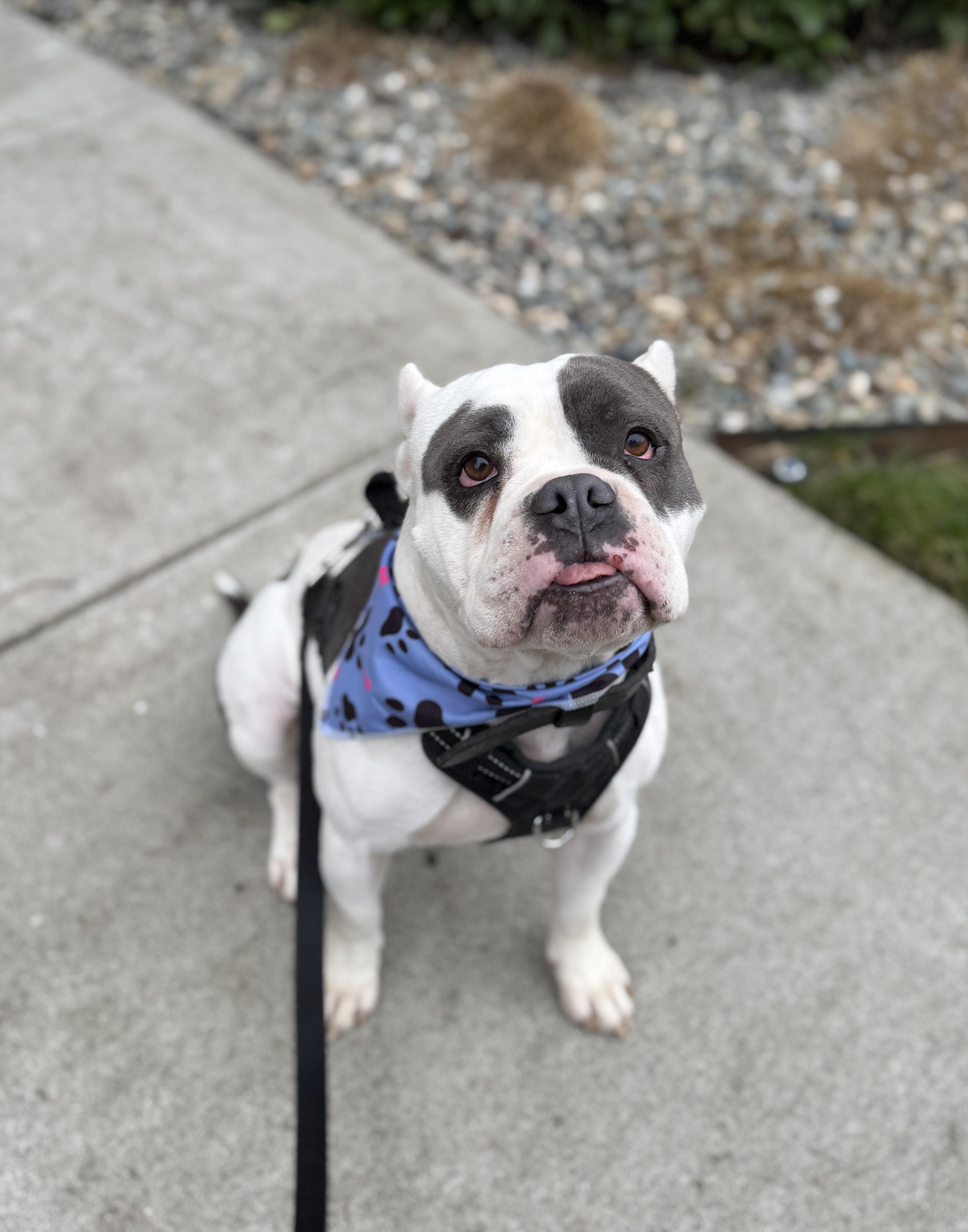 Enlarge Bean, a Adoptable mixed breed in lynnwood , WA image 6/6