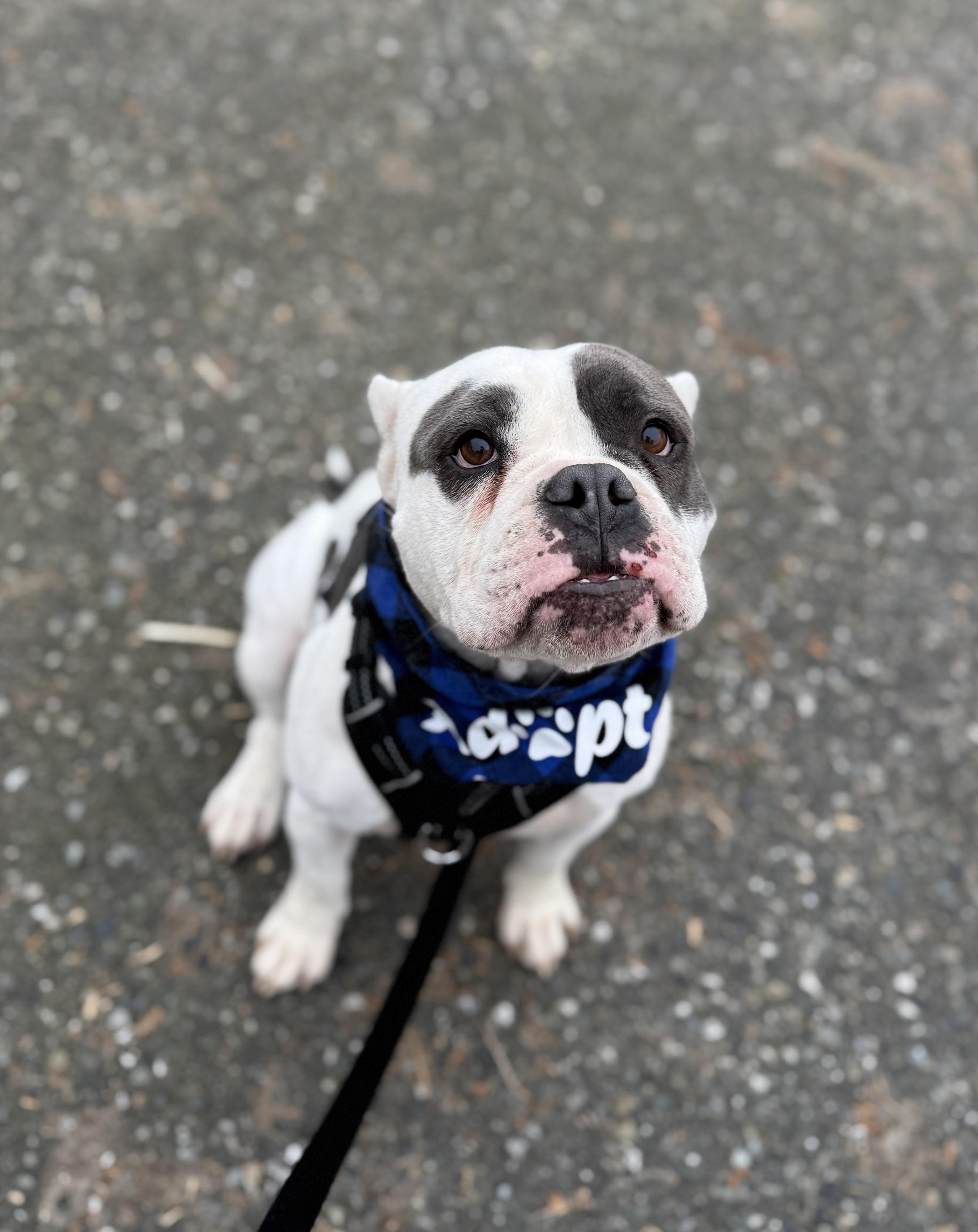Enlarge Bean, a Adoptable mixed breed in lynnwood , WA image 4/6