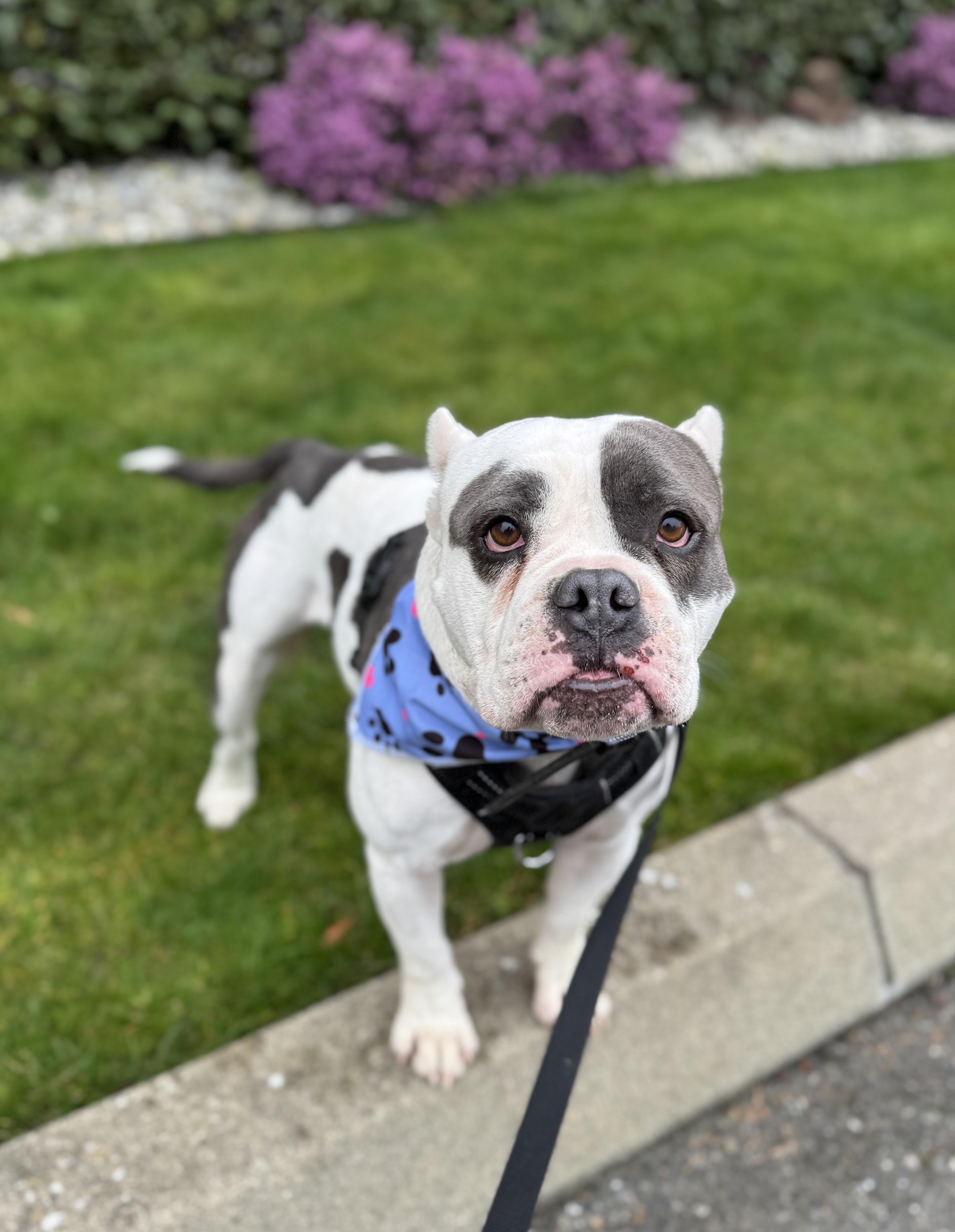 Enlarge Bean, a Adoptable mixed breed in lynnwood , WA image 2/6