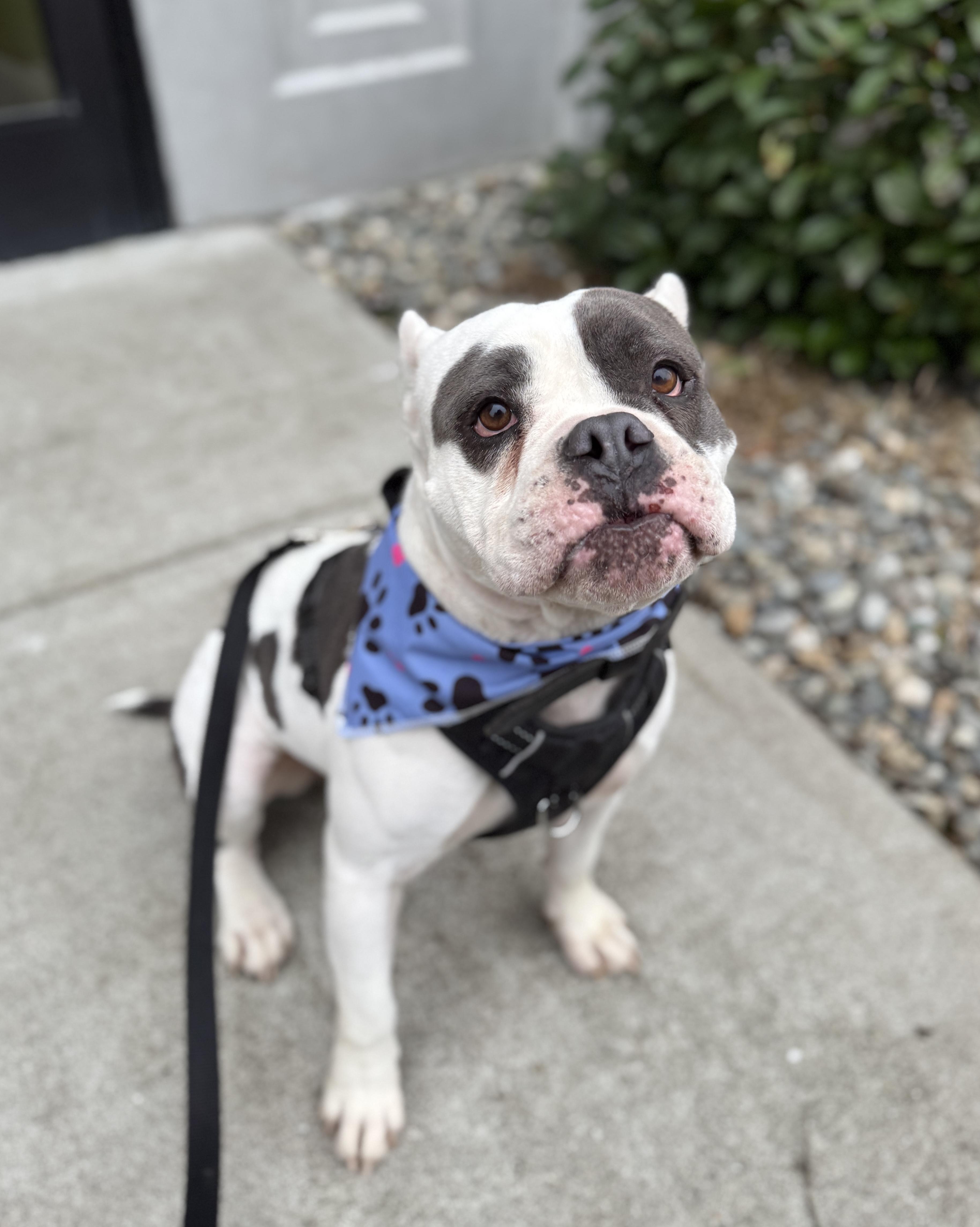 Bean, Adoptable, Adult Male American Staffordshire Terrier & Bulldog.