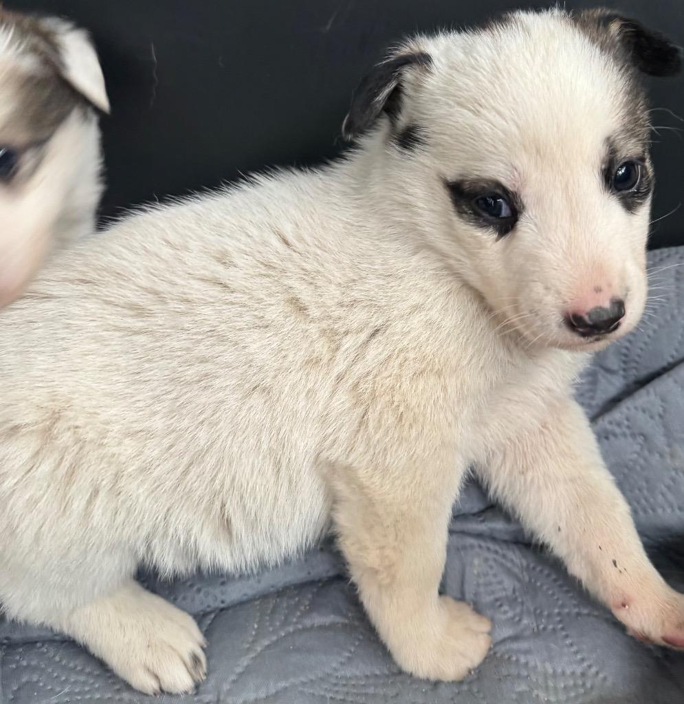 Cran, Adoptable, Puppy Female Shepherd.