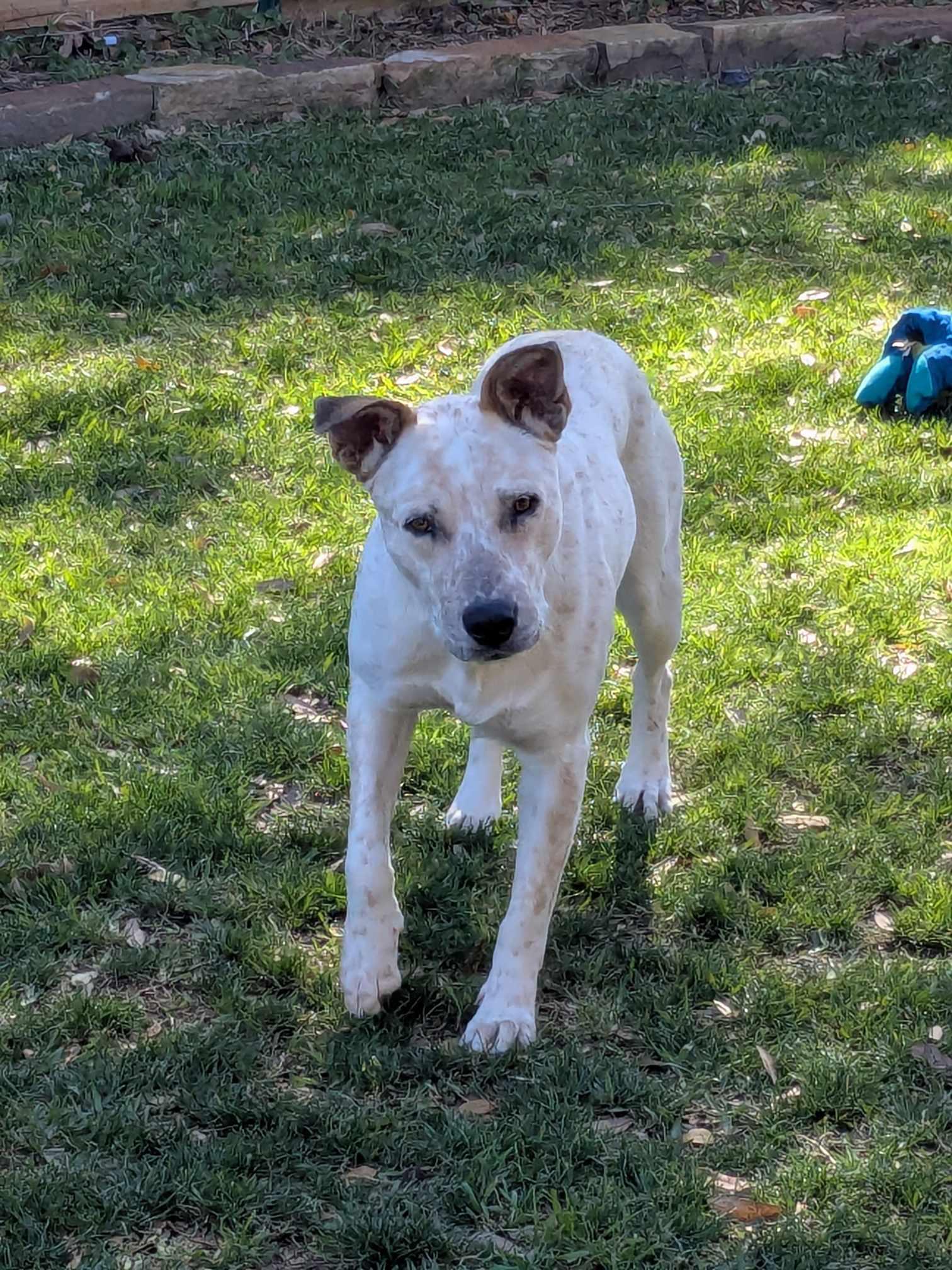 Saki, a Adoptable mixed breed in Winnetka, IL image 4/6