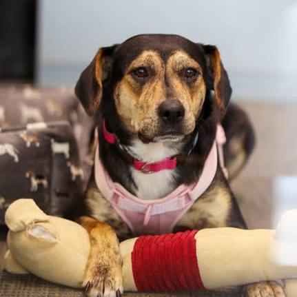 Honey, Adoptable, Adult Female Beagle & Black and Tan Coonhound.