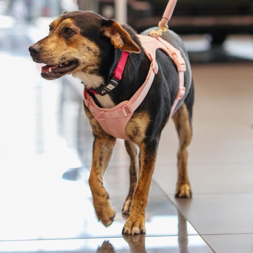 Enlarge Honey, a Adoptable mixed breed in Tulsa, OK image 2/2