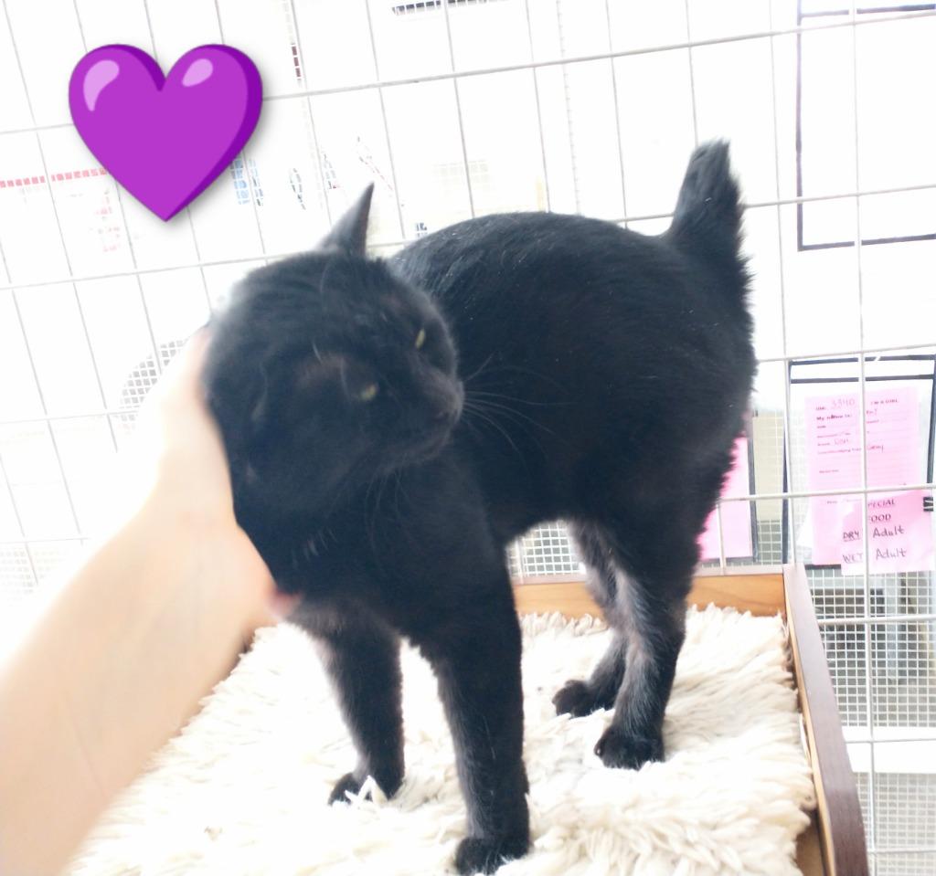 Shorty *fee waived*, Adoptable, Young Female Domestic Short Hair.