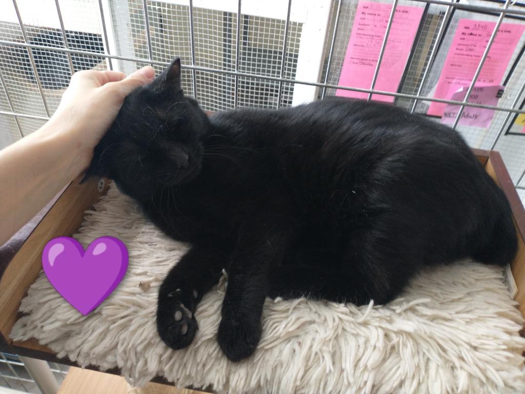 Shorty *fee waived*, a Adoptable mixed breed in Saint James, MN image 2/5