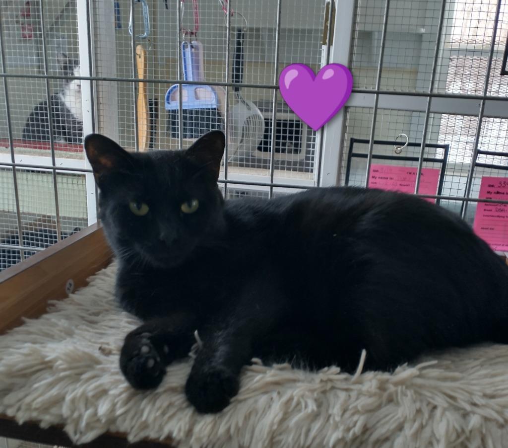 Shorty *fee waived*, a Adoptable mixed breed in Saint James, MN image 4/5